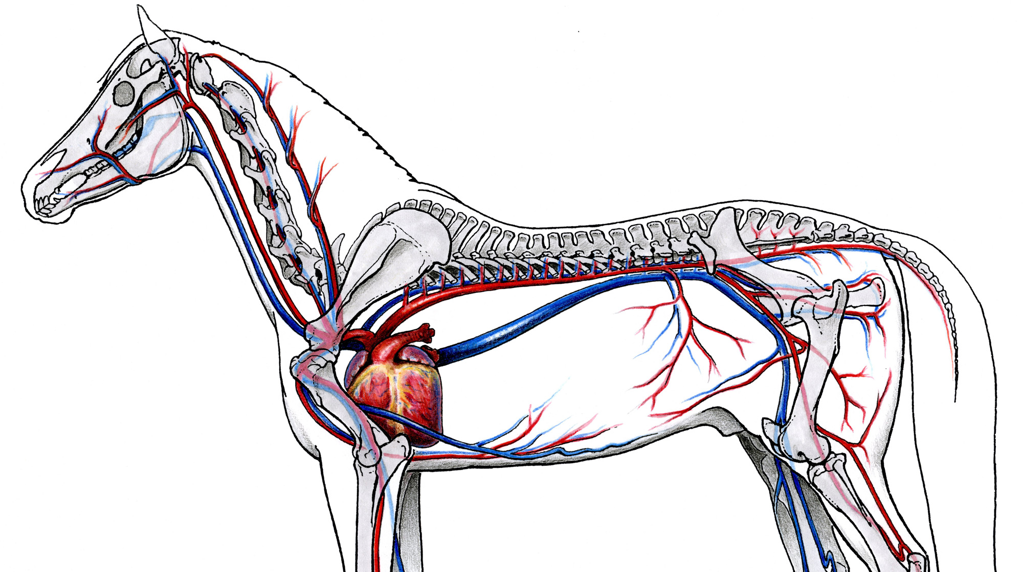 The Circulatory System